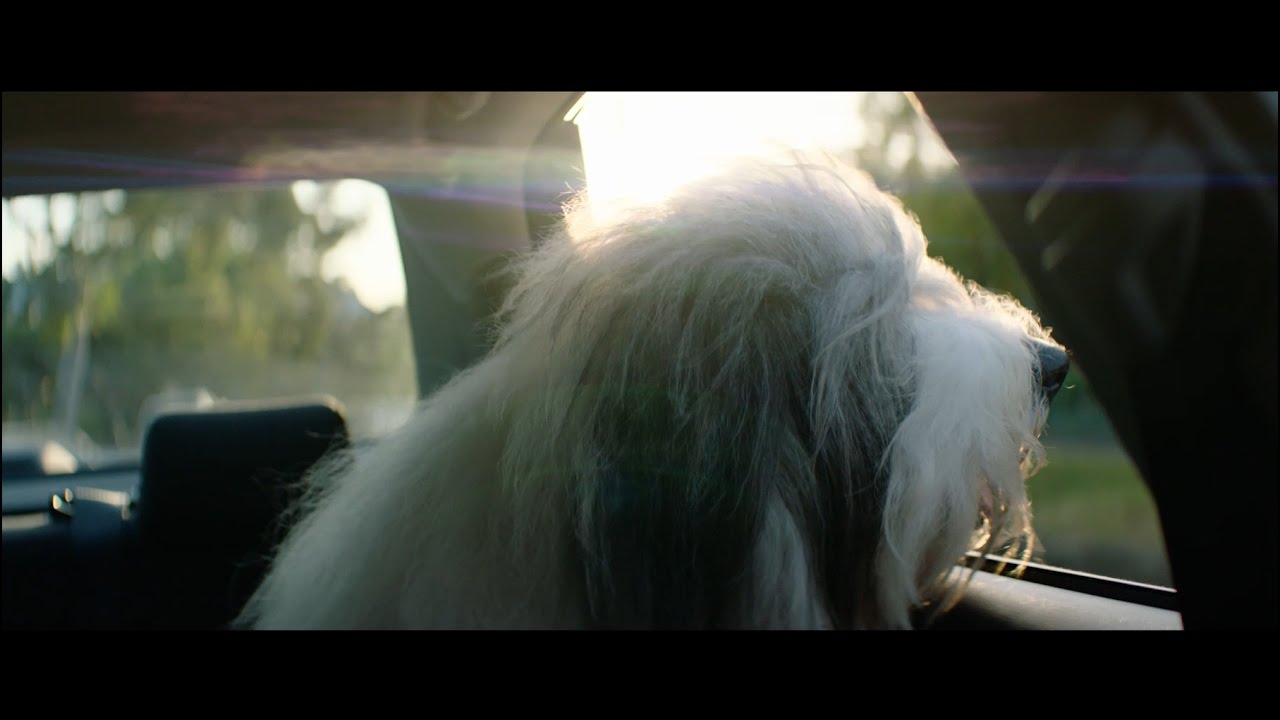 The Dulux Dog YouTube