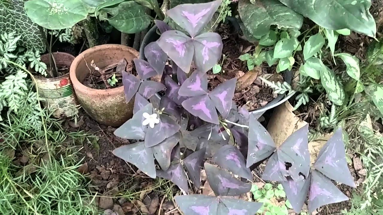 Trevo Oxalis Triangularis 