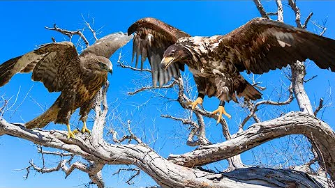 Diferencias y hábitat del águila y el halcón | Documental de aves