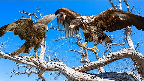 Kartal vs Şahin: Gerçekler, farklar ve Habitat | Kuş Belgeseli