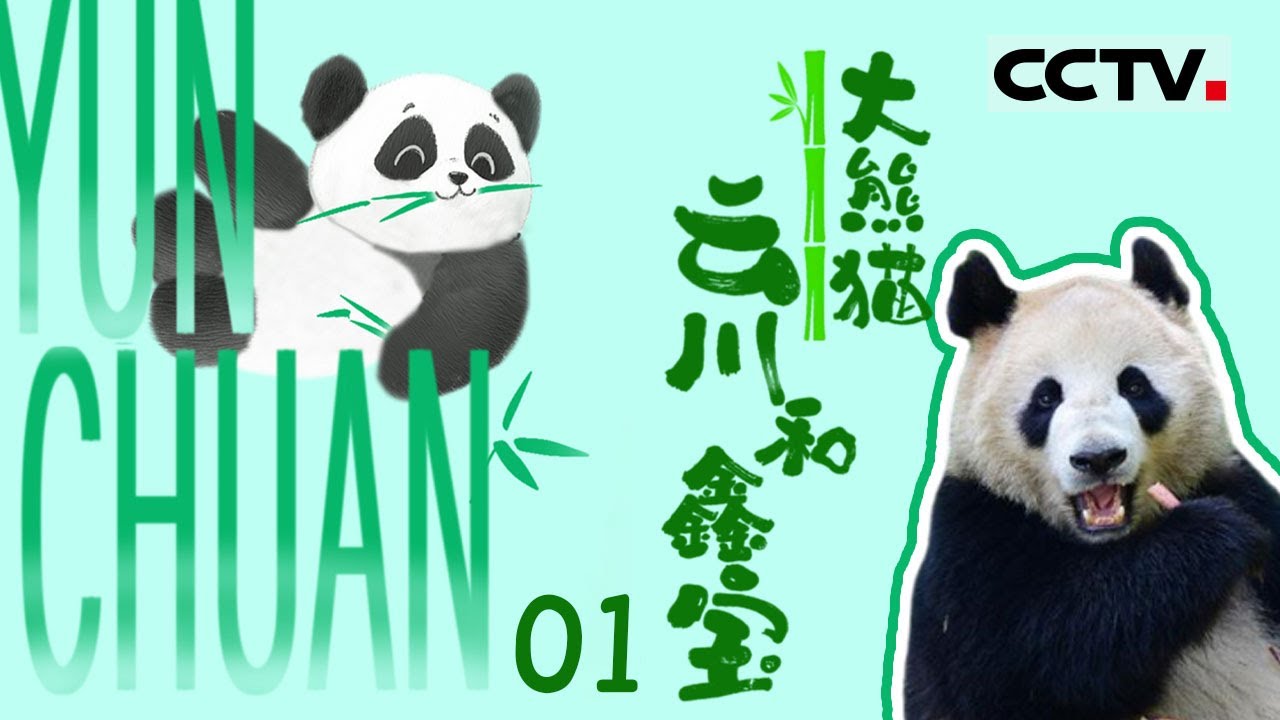 《🐼大熊猫云川和鑫宝》01 “干饭”大熊猫： 没有任何一根笋能逃出云川和鑫宝的嘴巴 它们的赴美之旅即将开始【CCTV纪录】