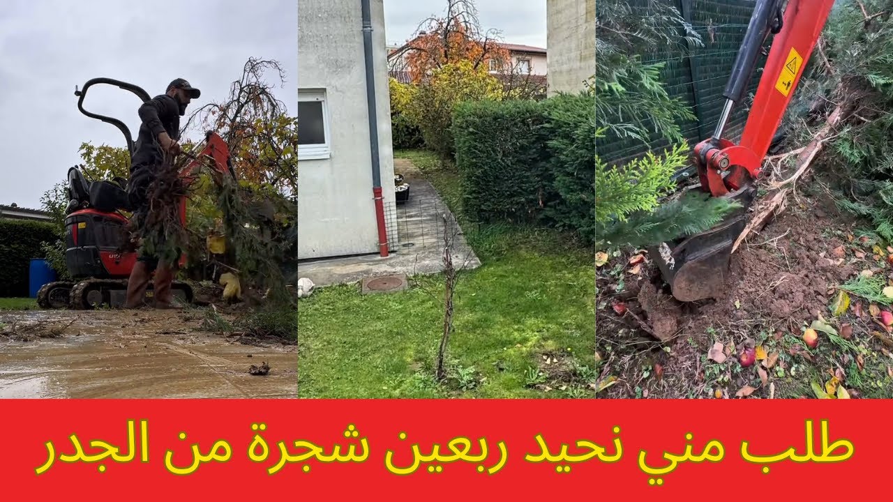 طلب مني نحيد ربعين شجرة من الجدر 🌳