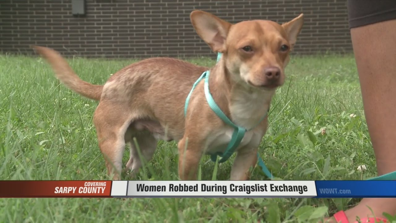 Dog Stolen During Craigslist Exchange YouTube
