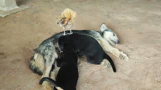 Two Minutes of adorable Puppies Share Love With One-Eye Chicken - Close Friends Dogs Vs. Chicken by SKP LIFESTYLE 87 views 10 months ago 2 minutes, 26 seconds
