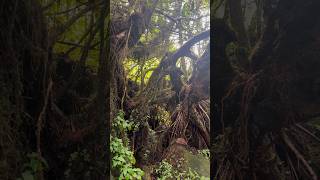 Lost in impassable jungle 🌿Morne, Seychelles — brutal climb, no clear path.
