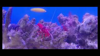 Fire Shrimp