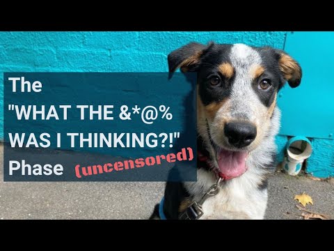 Videó: Mi a fáradtság és aggódnom kell a kutyámért?