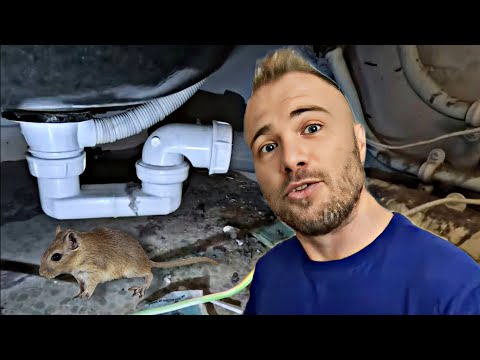 Souris sous la baignoire : mon diagnostic filmé après un dératiseur