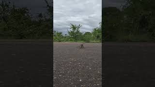 Camouflaged Chameleon Nature s Master of Disguise in Kruger Park Wildlife Kruger