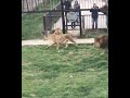 ХРАБРЫЙ ЛЕВ ЗАЩИТИЛ ЛЬВИЦУ #shorts  #животные  #animals  #wild #wildanimals #lions #львы #zoo #лев