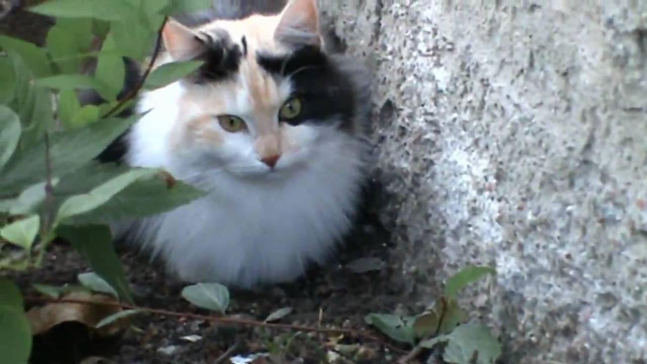 Bild från Fågelturken vs katt