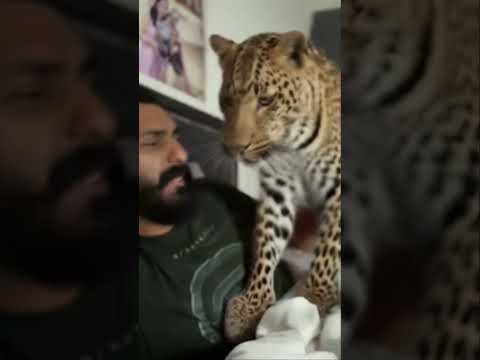 Leopard nook