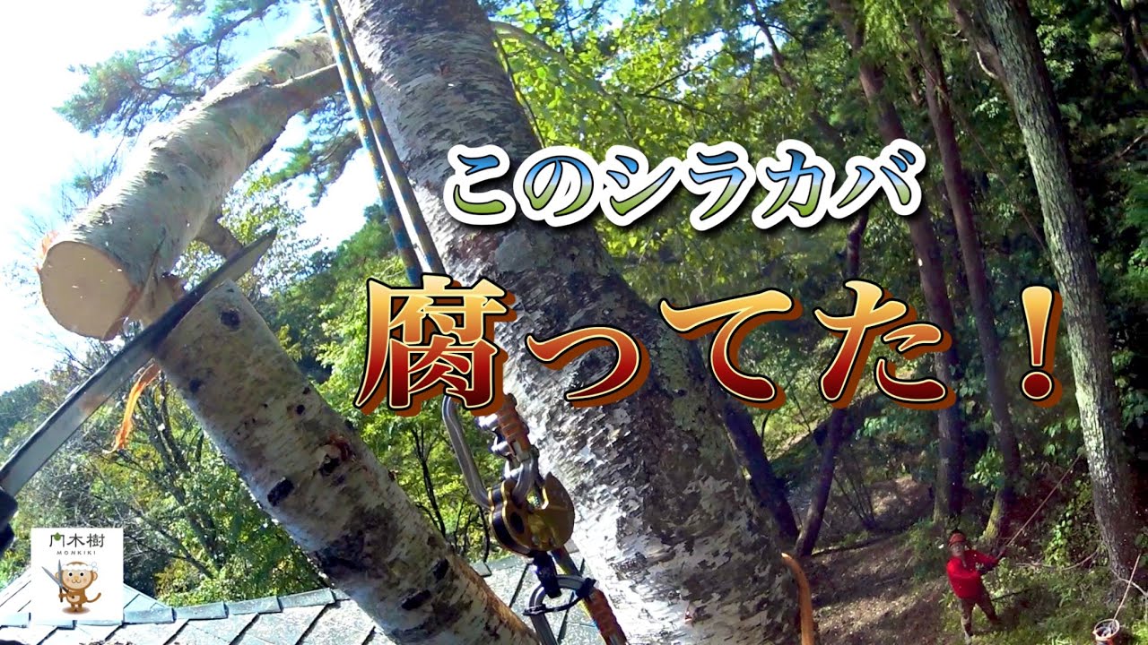 このシラカバ 腐ってた！【特殊伐採】