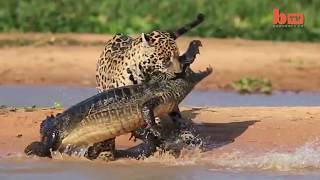 Jaguar Stalks Unsuspecting Caiman
Watch in amazement as a Jaguar stalks an unsuspecting Caiman and then pounces. Jaguar Stalks Unsuspecting Caiman