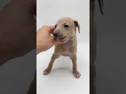 イタリアングレーハウンド かわいいフォーンの男の子