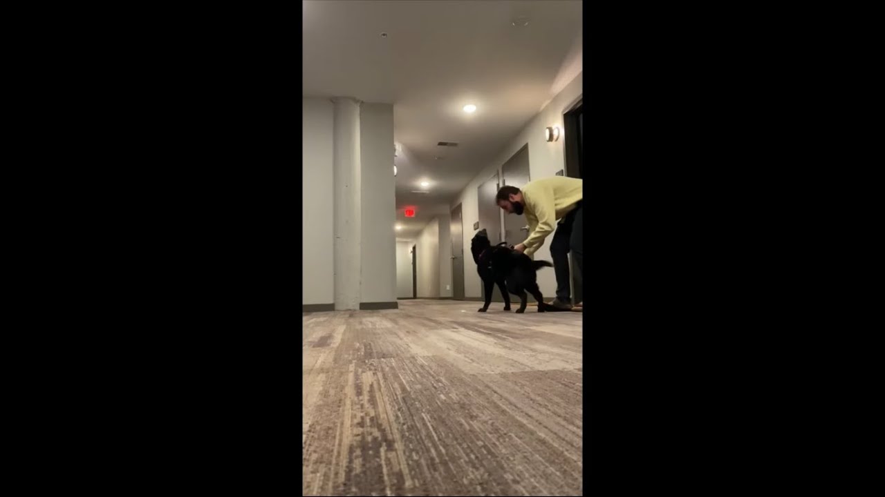 Dog Jumps Like Kangaroo Coming Out of Harness YouTube