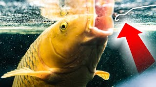 How To Catch Carp  Surface Fishing with Bread and Dog Biscuits  Floater Fishing Tips!