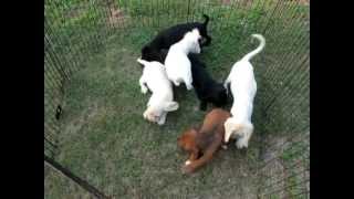 cocker lab mix pups