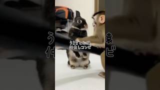 うさぎと猿の仲良しコンビ #shorts #rabbit #bunny - YouTube