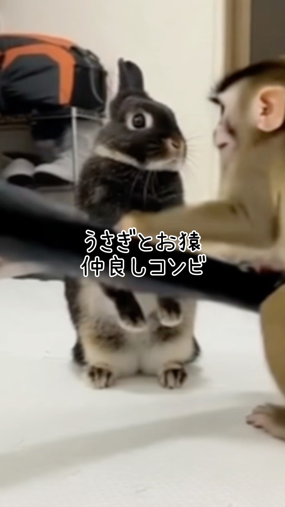 うさぎと猿の仲良しコンビ #shorts #rabbit #bunny - YouTube