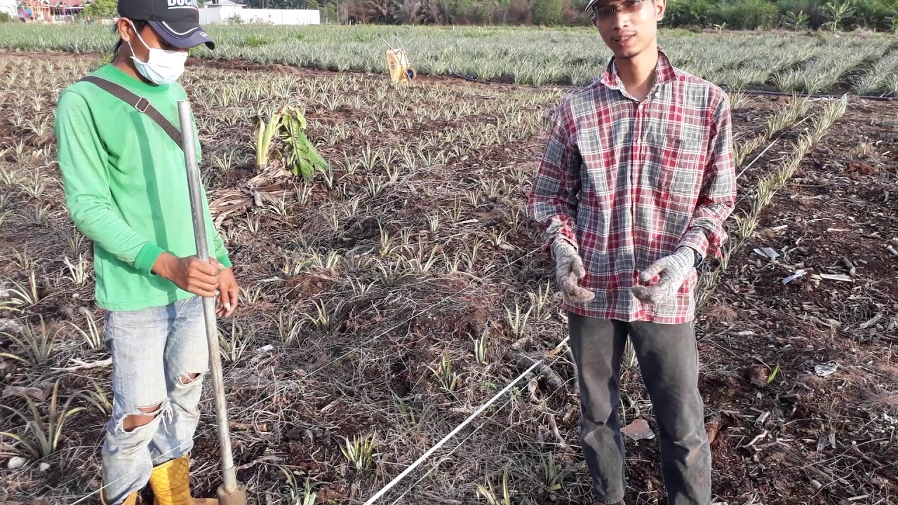 CARA PENANAMAN NANAS (vARIETY JOSAPINE) 