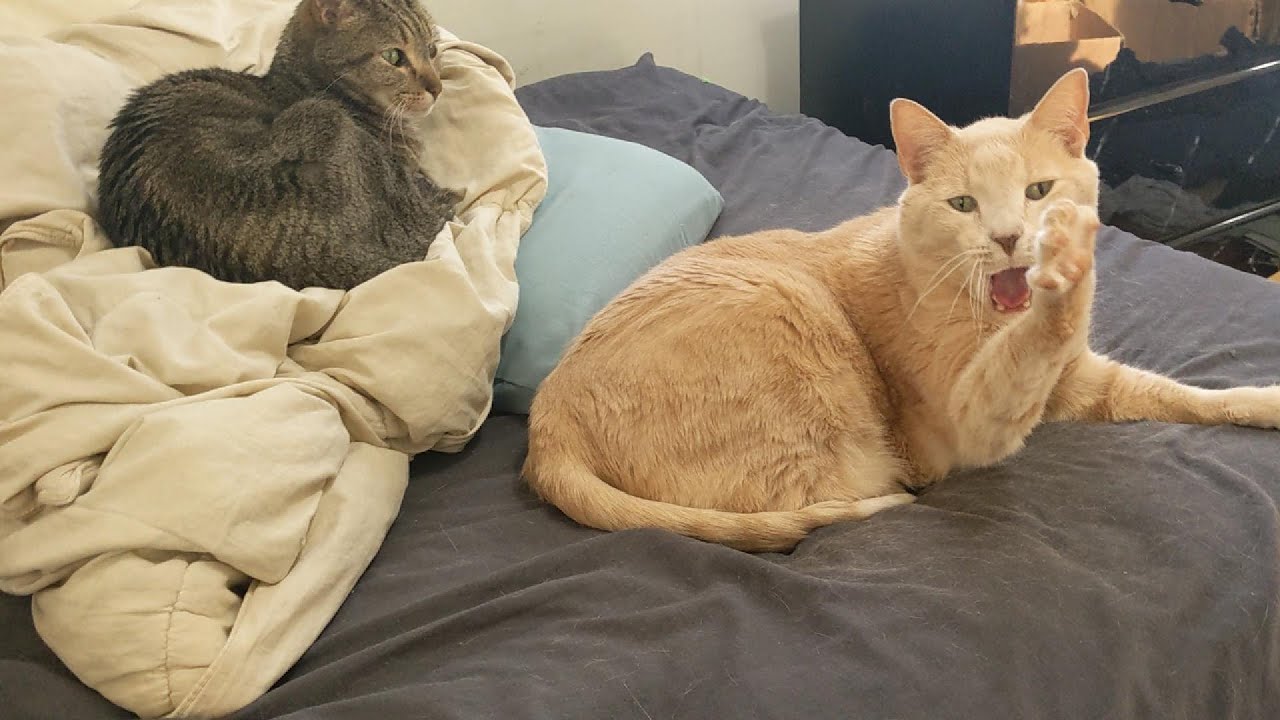 They Are Helping Me Work