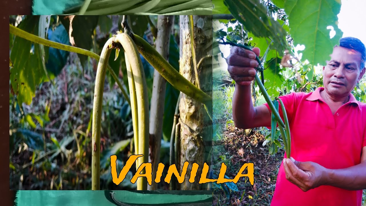 VAINILLA - Un CULTIVO de alta demanda y menos producción  #cultivo #2024 #vainilla  || Natural Force