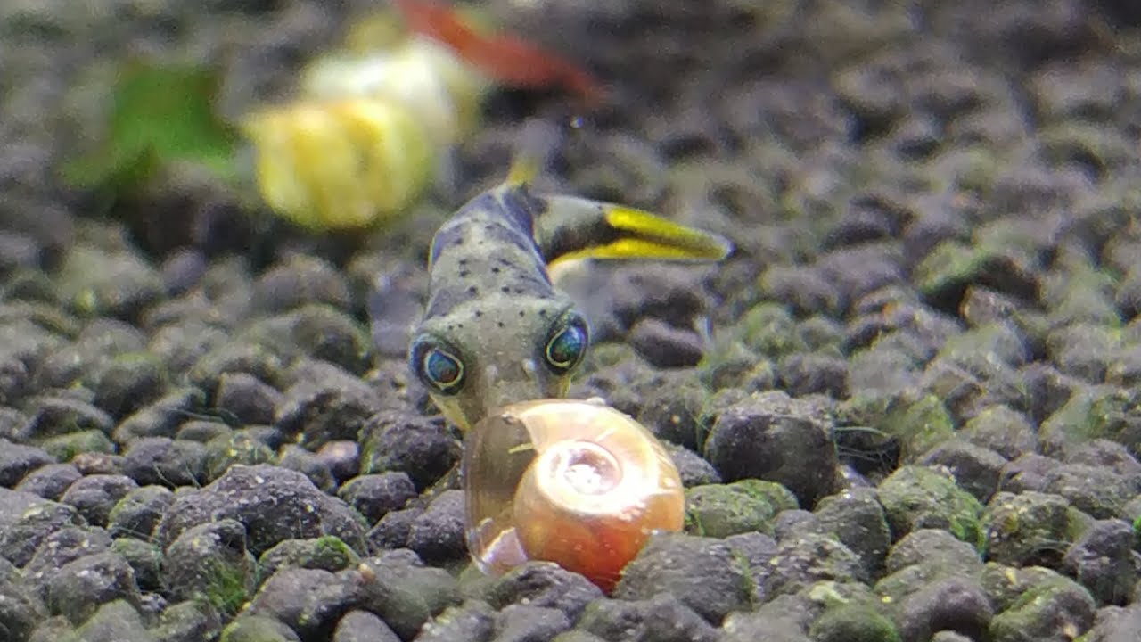 ปักเป้าแคระกินหอย dwarf puffer fish YouTube