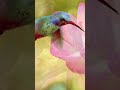 Piano, Shamisen - Birds of Beauty Ambient Music - Fullvid 5/2 #focusmusic #relaxingmusic #birdshort