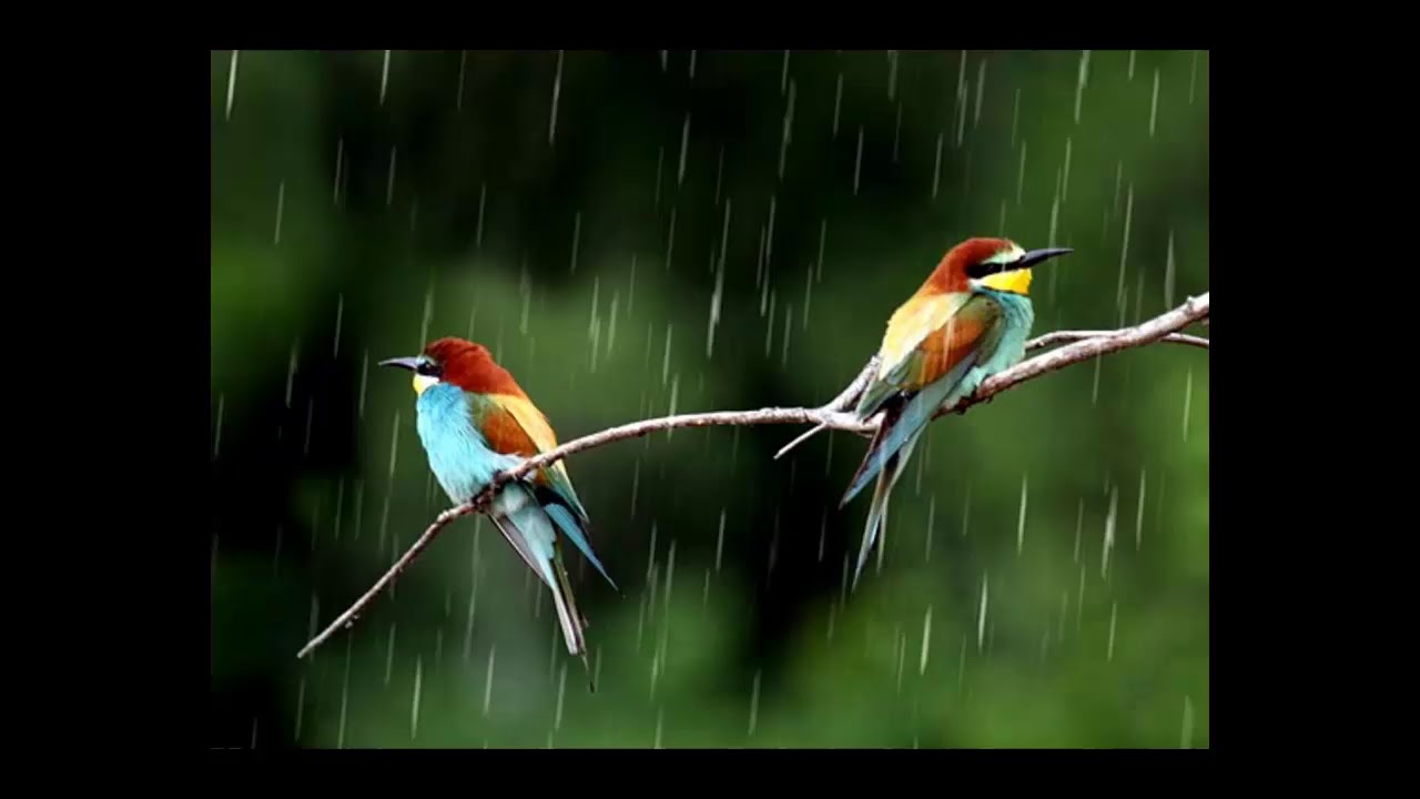 Пенья дождя. Птицы в дождливом лесу. Лес с дождем птицы. Птицы поют. Птички поют под дождиком.