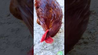 chicken eating 🍚🌾/এই দুনিয়ায় কেউ আপন নয় ,ডঃ খন্দকার আব্দুল্লাহ বক্তব্য #shorts#viralvideo #ytshorts