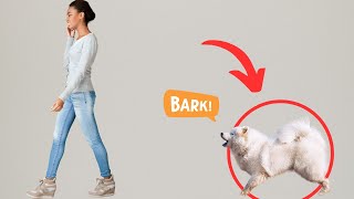 9 Ways to Stop Your Dog from Barking When You LEAVE by Dog Training Advice Tips 322 views 4 weeks ago 6 minutes, 23 seconds