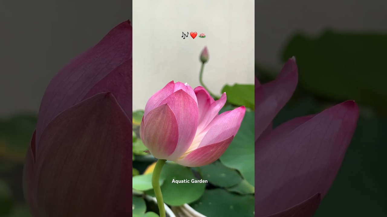 Lotus 🪷 waterlily and fishes garden #shortfeed #shorts #nature
