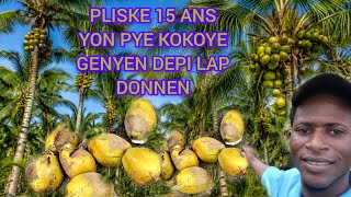 😱😱Pliske 15 Ans Depi Yon Pye Kokoye Ap Donnen, Li Toulouse Bay Bèl Rekòlte