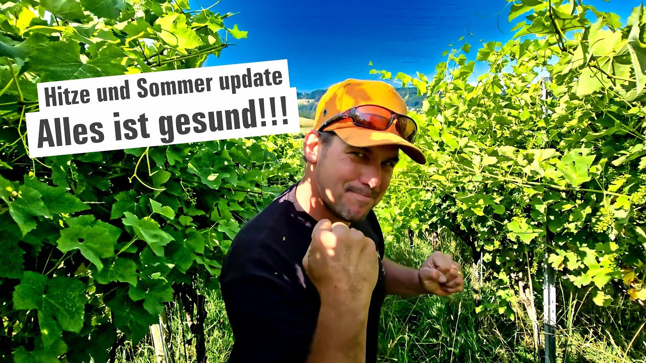 Alles ist Gesund, vermutlich das beste Jahr!!!  | mit Herzblut zum Wein Vlog 