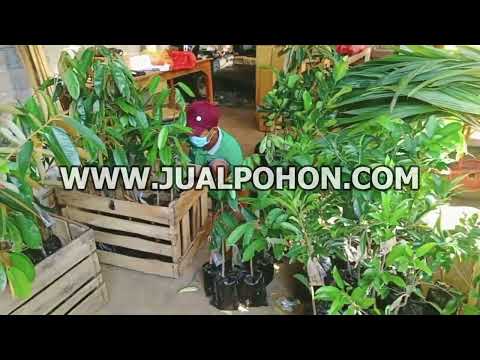 Bibit Sawo Jumbo Unggulan Cepat Berbuah (Proses Packing)