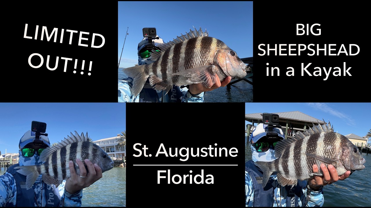 Catching a LIMIT of BIG SHEEPSHEAD on Docks in St. Augustine, FL