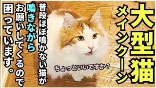 大型猫が最近ワガママで困っています【メインクーン】