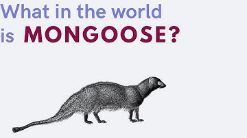 Learn Mongoose - Intro