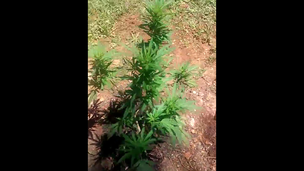 Small Guerilla Grow 2016