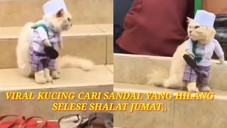 Viral Video Kucing Pake Baju Koko Lengkap Dimasjid, Netizen:Lagi Cari Sendalnya Yang Hilang