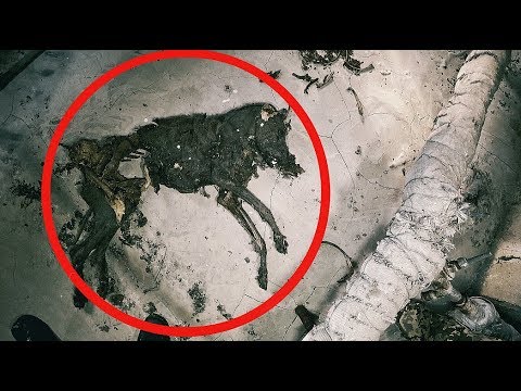 НАШЛА МЁРТВОГО МУТАНТА В ЧЕРНОБЫЛЕ. САМОЕ СТРАШНОЕ МЕСТО