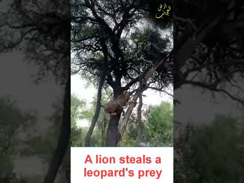 أسد يسرق فريسة من فهد اسود Lions Animals