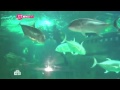 Большой Адлерский океанариум &quot;Sochi Discovery World Aquarium&quot; на НТВ в программе &quot;Я Худею!&quot;