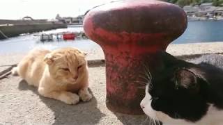 【相島】魚を食べ終わってウトウトする猫～Cats become sleepy after meal～