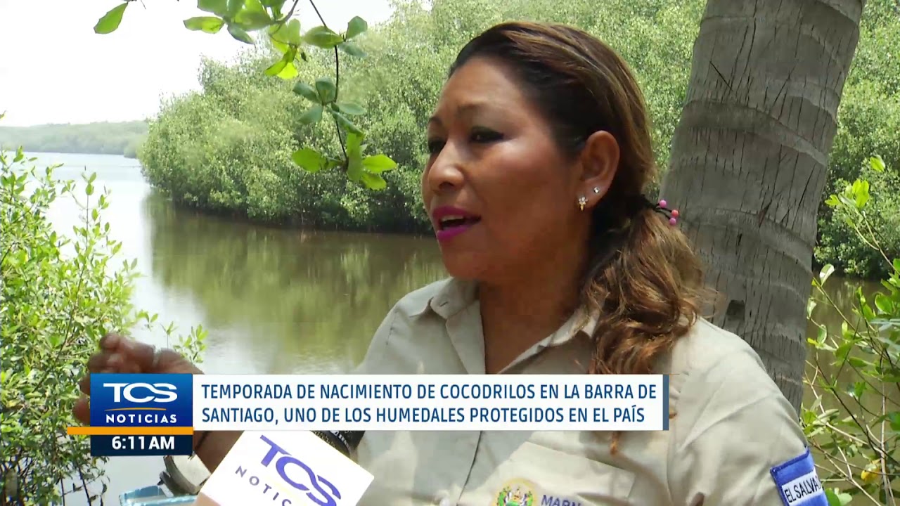 Temporada de nacimiento de cocodrilos en la Barra de Santiago - YouTube