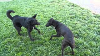 11 19 15 Hattie & Ollie 1