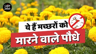 ये हैं मच्छरों को मारने वाले पौधे || Plants That Kill Mosquitoes || Mosquito Repellent Plants