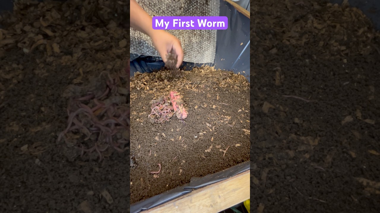 Worm Wine Barrel: Great balls of Fire!