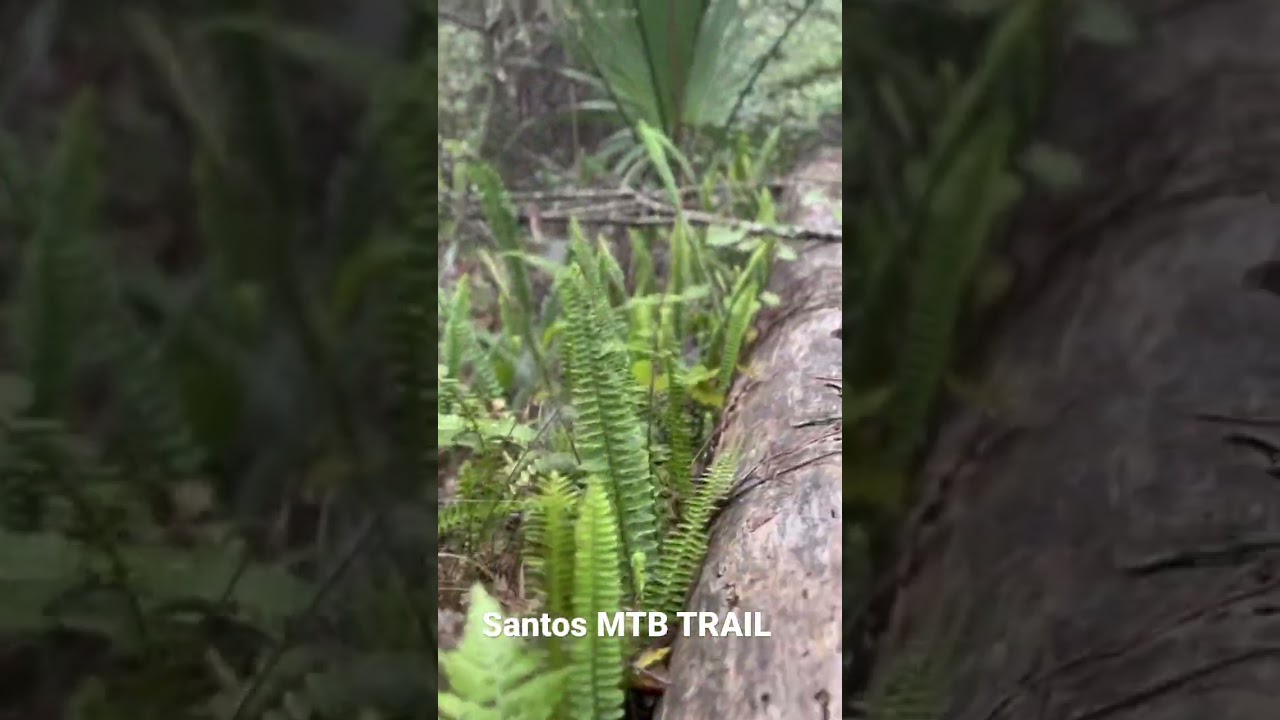Watch Santos Mtb Trail Ocala Dr Ruth-Ant Hill on YouTube Watch Santos Mtb Trail Ocala Dr Ruth-Ant Hill on YouTube